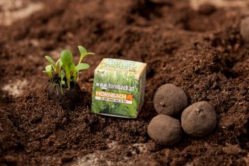 Seed Bombs with logo